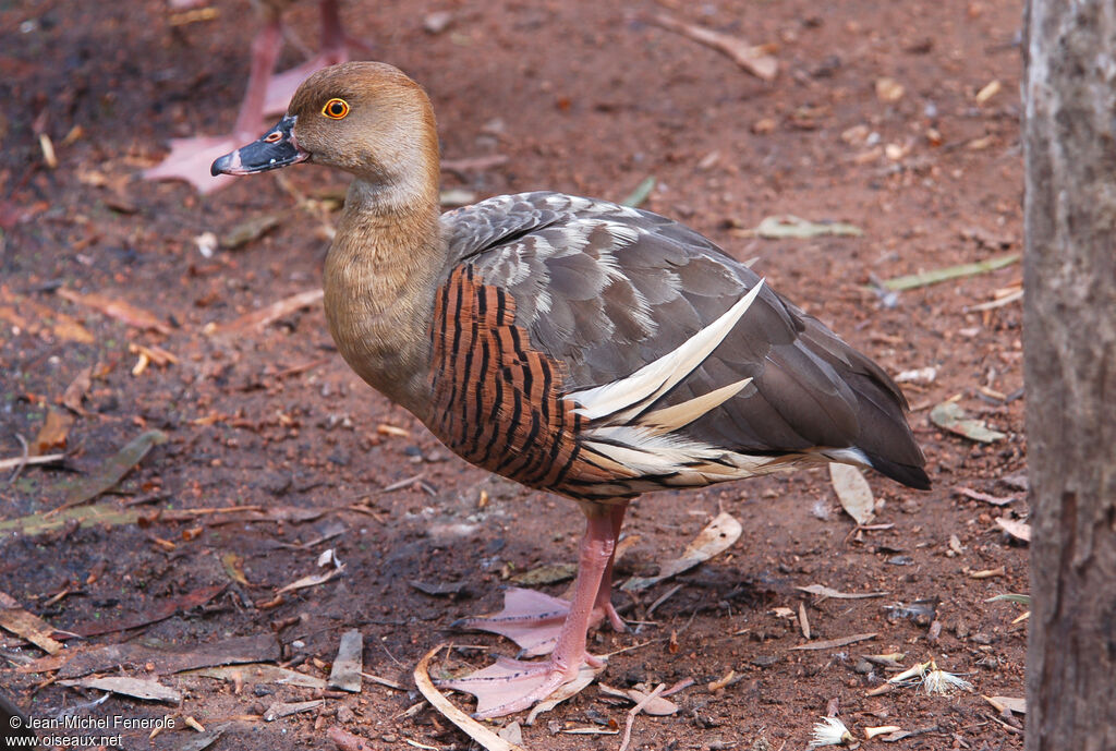 Plumed Whistling Duckadult breeding