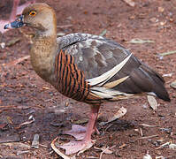 Plumed Whistling Duck