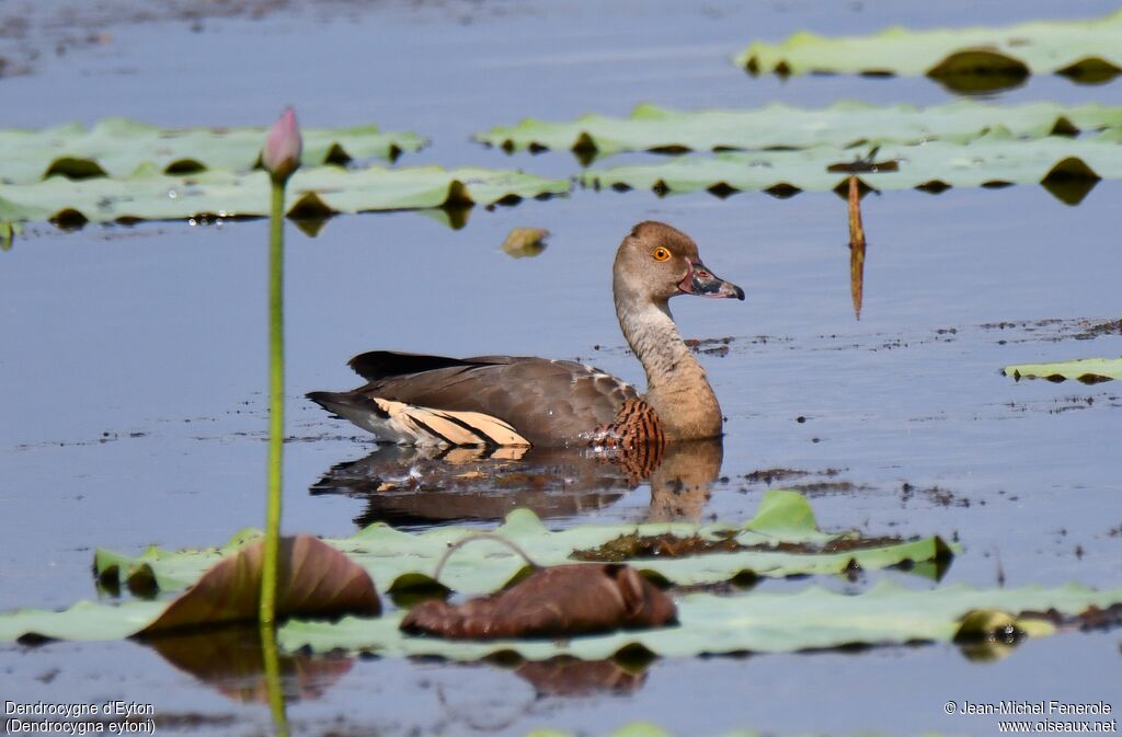 Dendrocygne d'Eyton