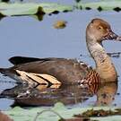 Dendrocygne d'Eyton
