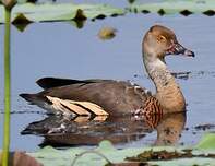 Dendrocygne d'Eyton