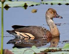 Plumed Whistling Duck