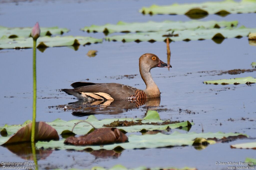 Plumed Whistling Duck