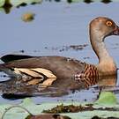Dendrocygne d'Eyton