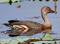 Dendrocygne d'Eyton