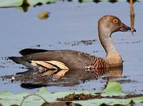 Dendrocygne d'Eyton