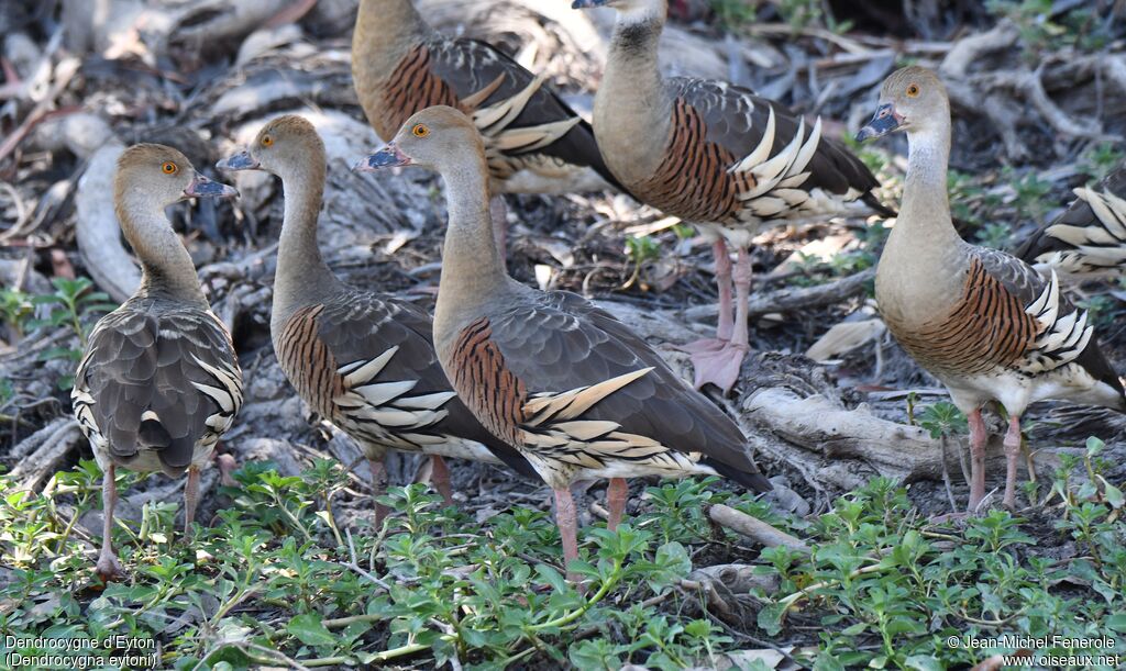 Dendrocygne d'Eyton