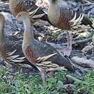 Dendrocygne d'Eyton