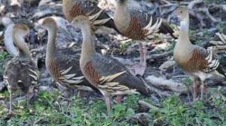 Plumed Whistling Duck