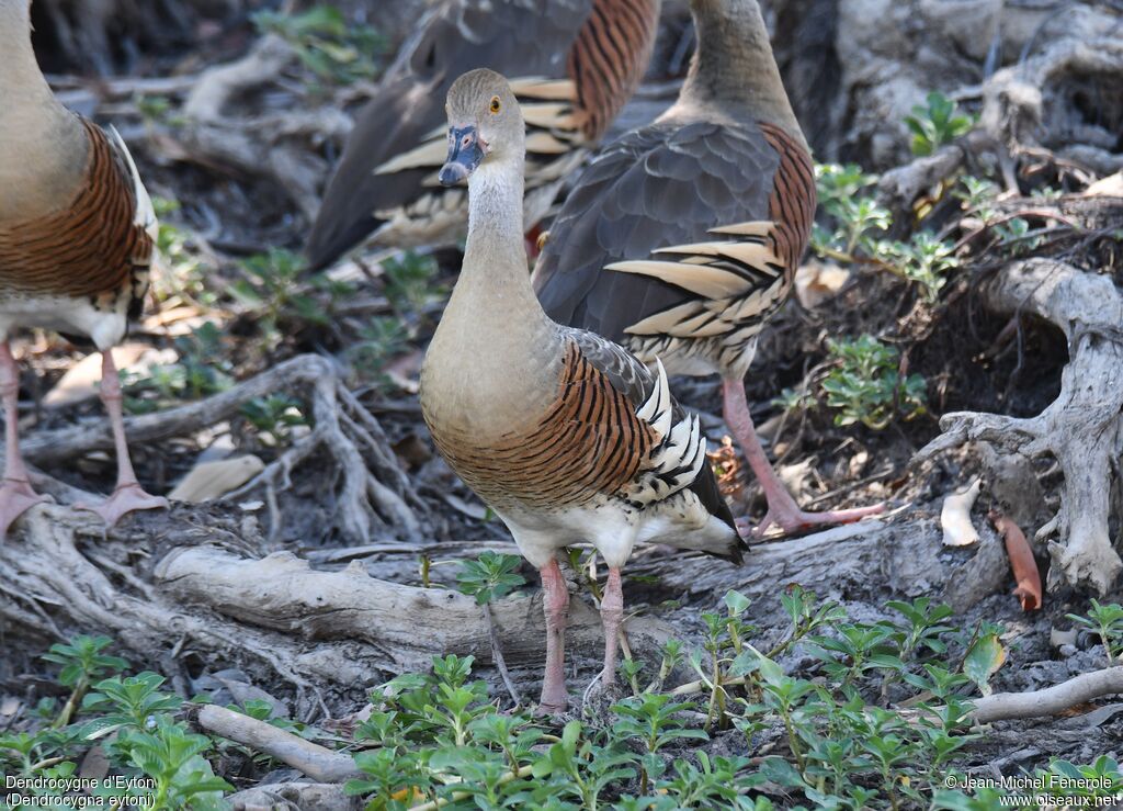 Dendrocygne d'Eyton