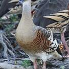 Dendrocygne d'Eyton