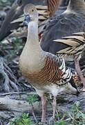 Plumed Whistling Duck