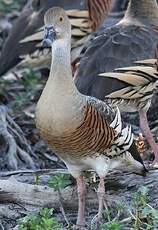 Dendrocygne d'Eyton