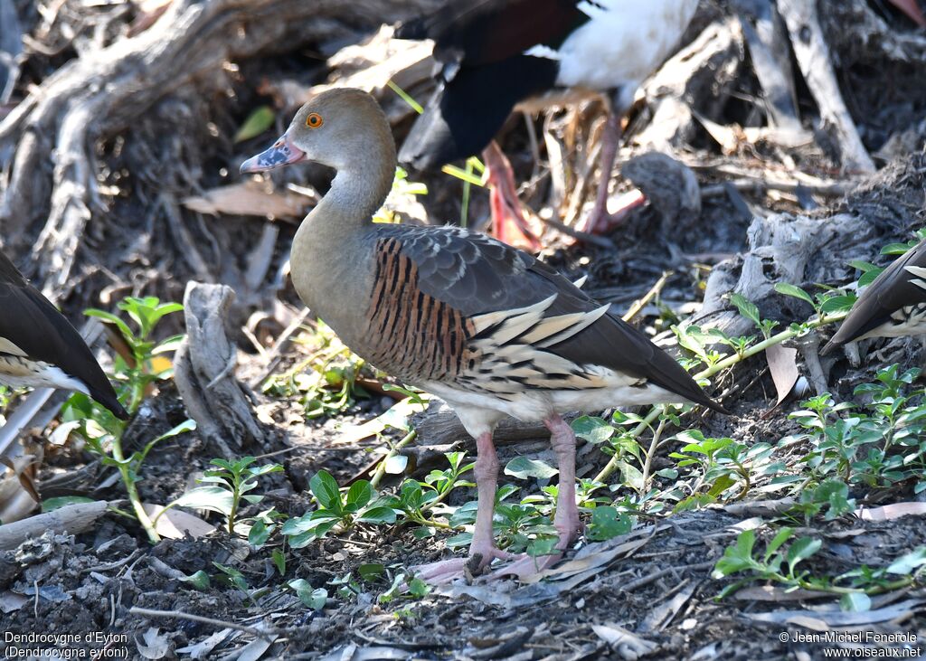 Plumed Whistling Duck