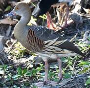 Plumed Whistling Duck