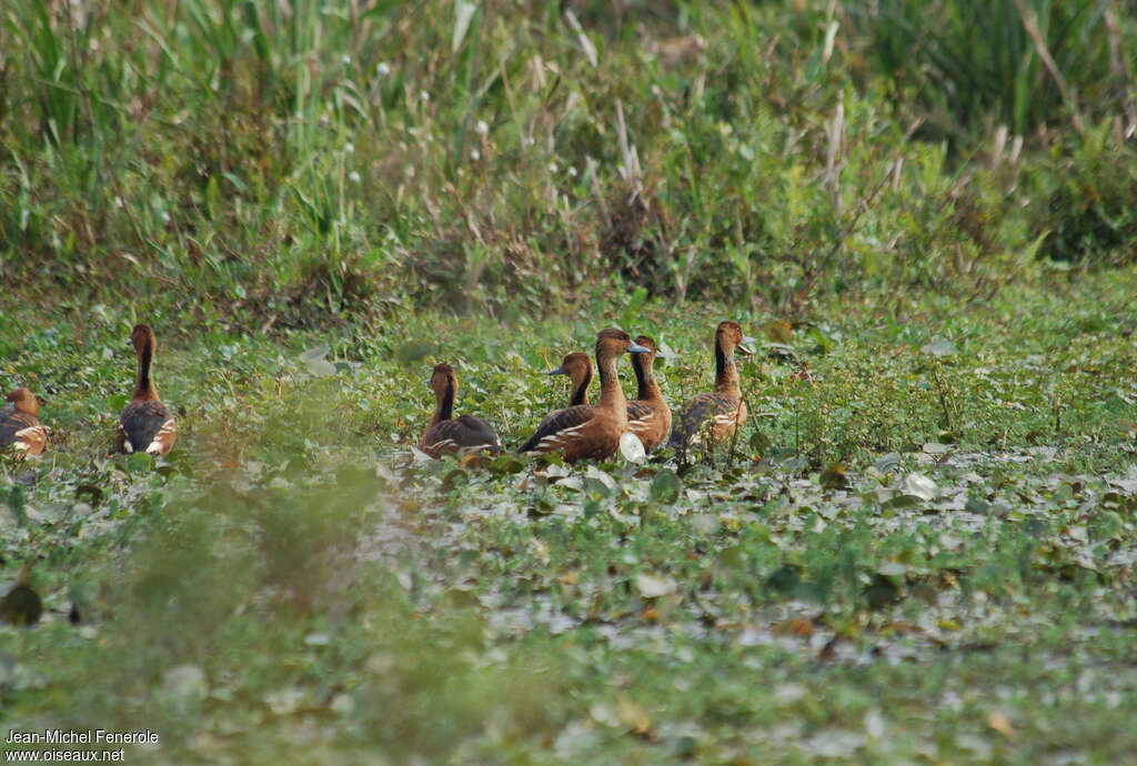 Fulvous Whistling Duckadult, habitat