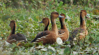 Fulvous Whistling Duck