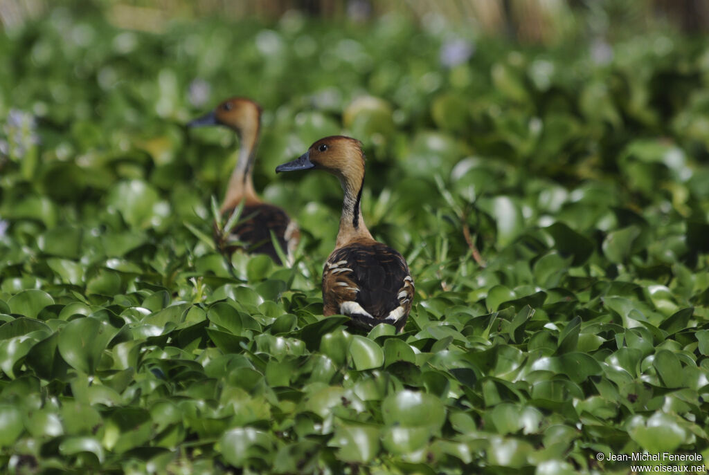 Dendrocygne fauve