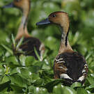Dendrocygne fauve
