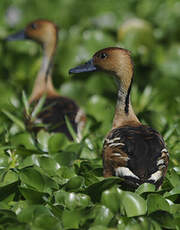 Dendrocygne fauve