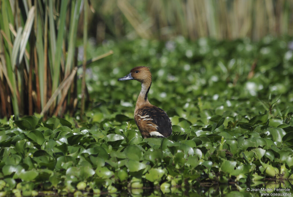 Dendrocygne fauve