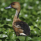 Dendrocygne fauve