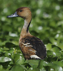 Dendrocygne fauve