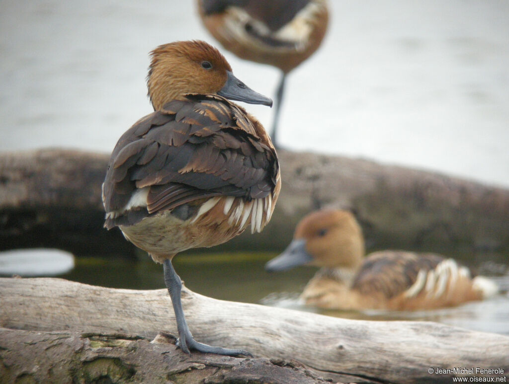 Fulvous Whistling Duck