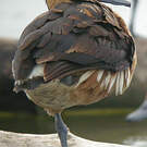 Dendrocygne fauve