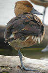 Dendrocygne fauve