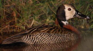 White-faced Whistling Duck