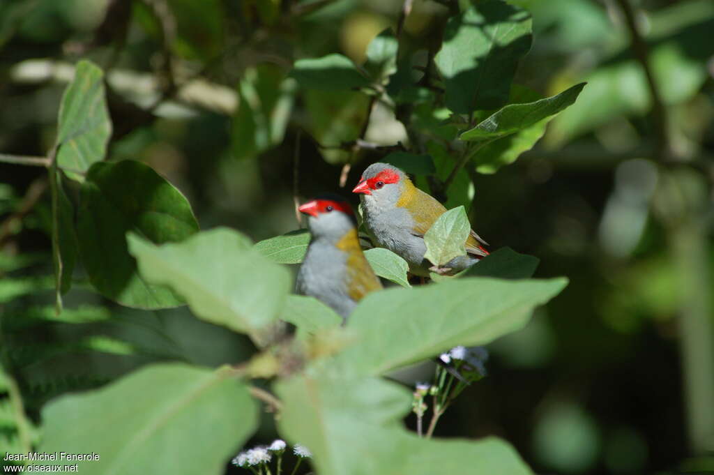 Red-browed Finchadult, habitat