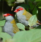 Red-browed Finch