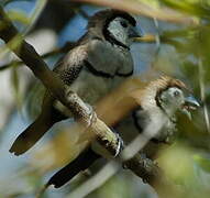 Double-barred Finch