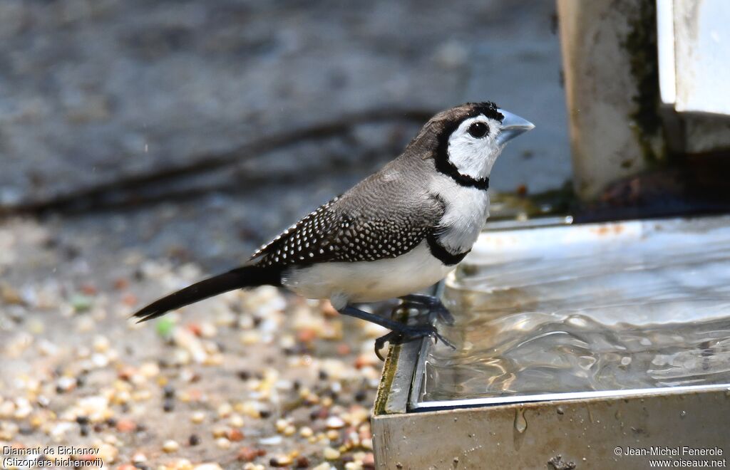 Double-barred Finch