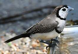 Double-barred Finch