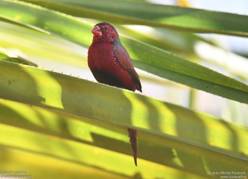 Crimson Finch