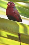 Crimson Finch