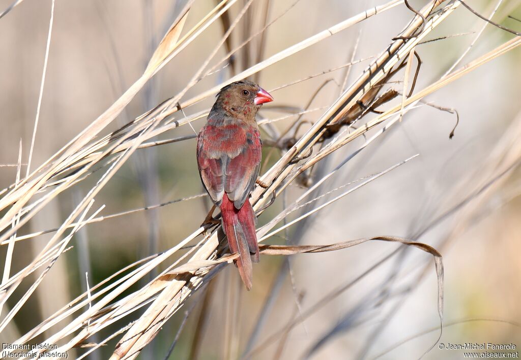 Crimson Finch