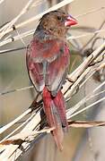 Crimson Finch