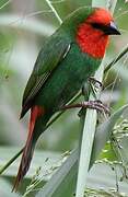 Red-throated Parrotfinch