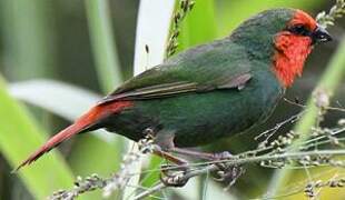 Red-throated Parrotfinch