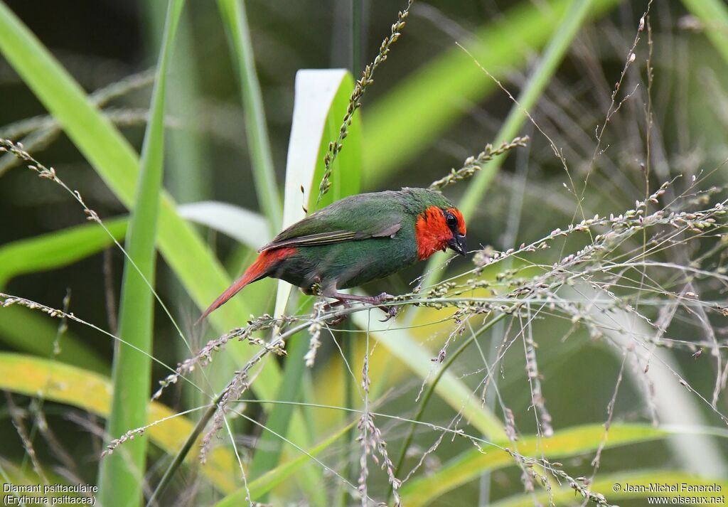 Red-throated Parrotfinch