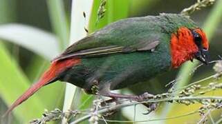 Red-throated Parrotfinch