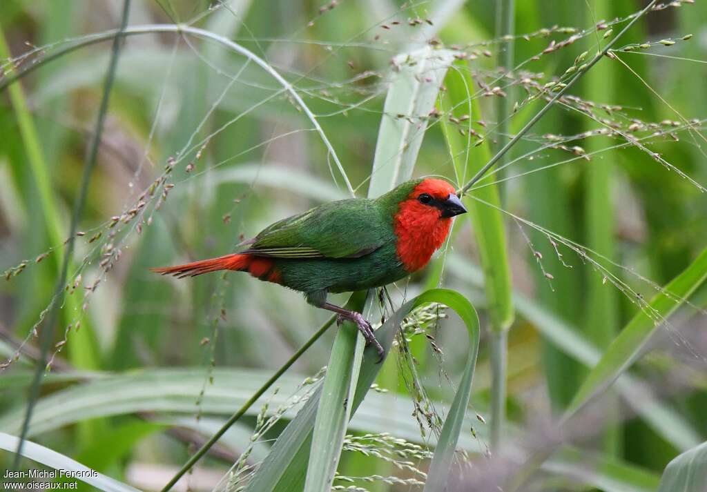 Red-throated Parrotfinchadult, identification