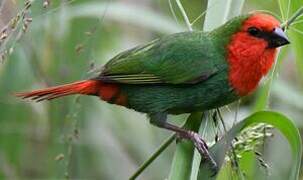 Red-throated Parrotfinch