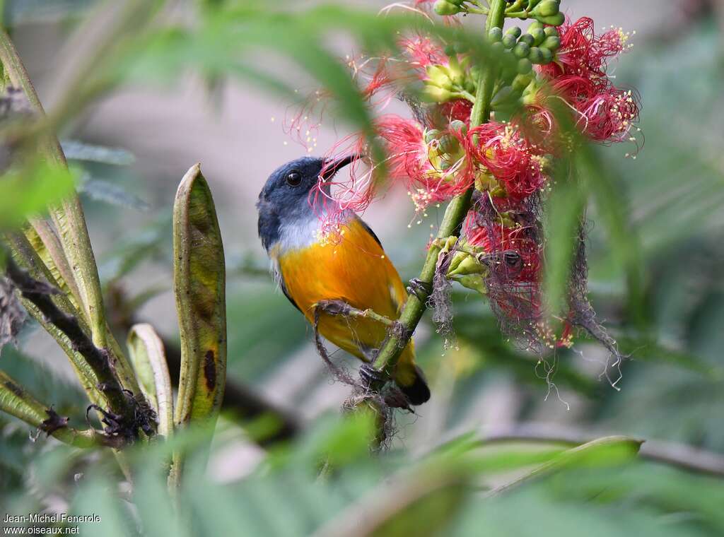 Orange-bellied Flowerpecker male adult, feeding habits