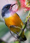 Orange-bellied Flowerpecker