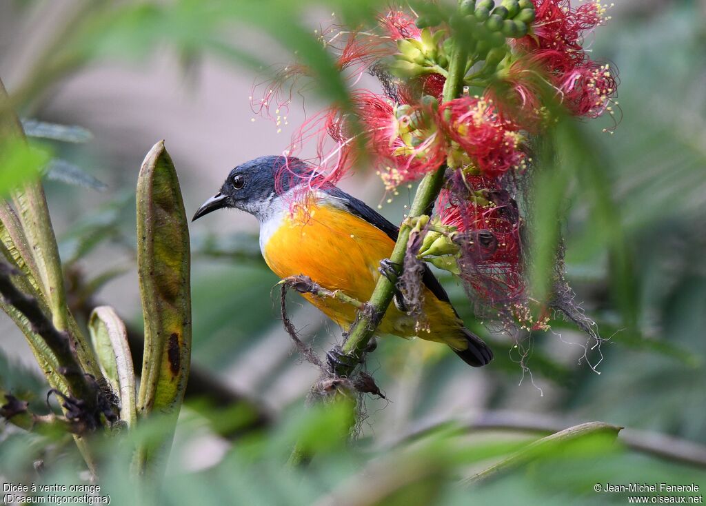 Orange-bellied Flowerpecker