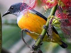 Orange-bellied Flowerpecker